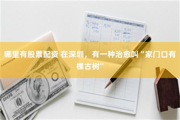 哪里有股票配资 在深圳，有一种治愈叫“家门口有棵古树”