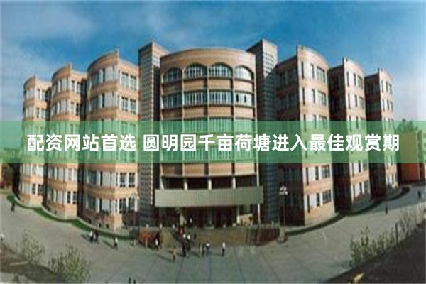 配资网站首选 圆明园千亩荷塘进入最佳观赏期