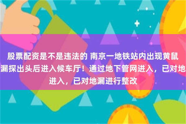 股票配资是不是违法的 南京一地铁站内出现黄鼠狼，顶开地漏探出头后进入候车厅！通过地下管网进入，已对地漏进行整改